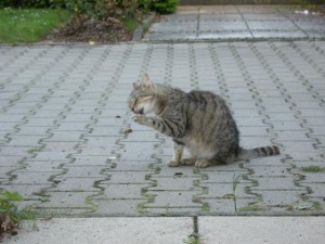 Mausi 300x225 Und plötzlich stand sie da.....